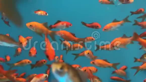 金鱼在水族馆游泳视频的预览图