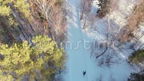 股票视频滑雪者骑着滑雪穿过树林从上面看空中摄影冬日阳光明媚视频的预览图