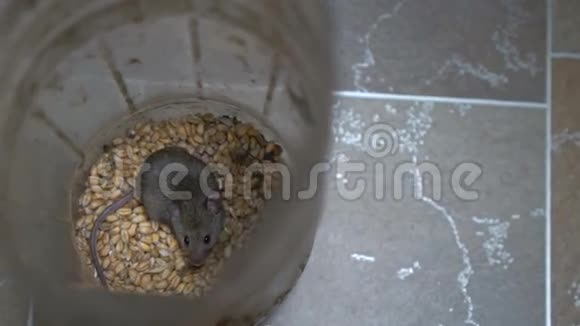 小老鼠在容器里视频的预览图