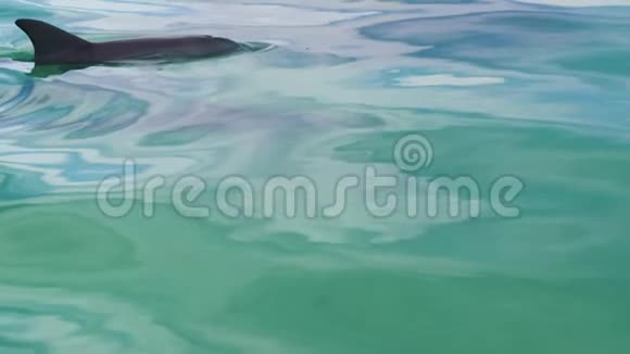 三只海豚在水下视频的预览图