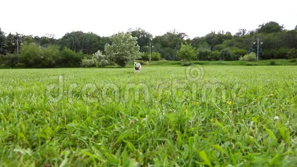 活跃时尚的疯狂狗在草地上玩红色的Kerkip非常快的跑步和跳舞录像片段视频的预览图