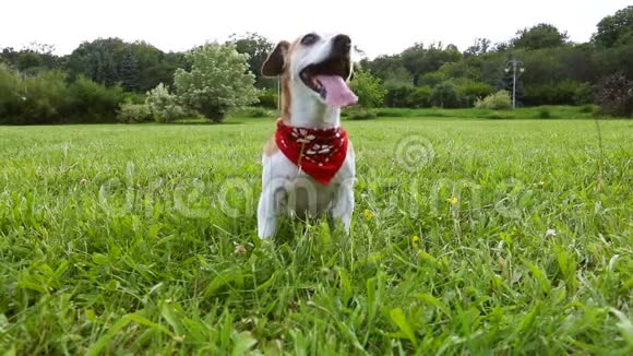 狗在活动游戏后休息可爱的狗穿着红色围巾坐在草地上呼吸沉重录像片段视频的预览图