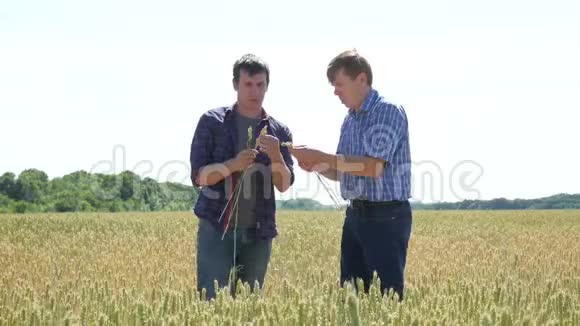 农民向生意伙伴展示麦粒视频的预览图