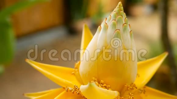 花园里美丽的黄花中国矮子香蕉在模糊自然背景下的宏观特写选择性选择性选择性视频的预览图