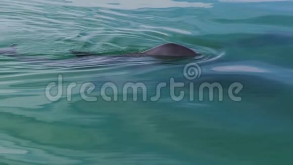 三只海豚在水下视频的预览图
