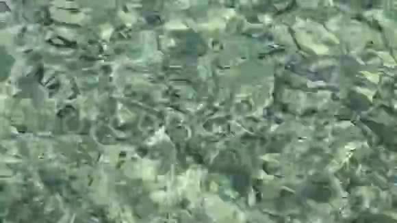 美丽的浅海海底有海胆周围有小鱼视频的预览图