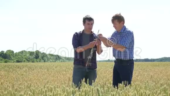 农民向田间的生意伙伴展示小麦视频的预览图