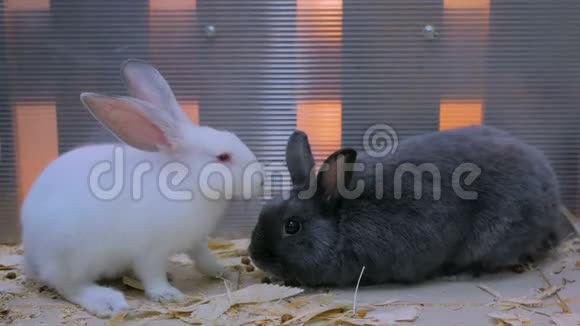 可爱的黑白兔子视频的预览图