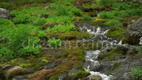 阿尔泰雨后的山涧热带雨林和河流的神奇风景野生动的森林植被视频的预览图