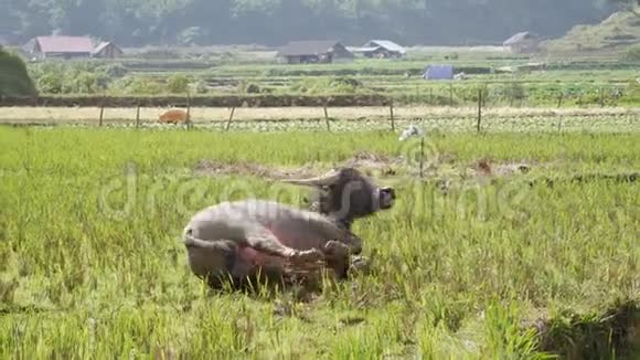 年轻的水牛躺在泥上取代虫子在身体上飞行使新鲜和寒冷4k视频的预览图