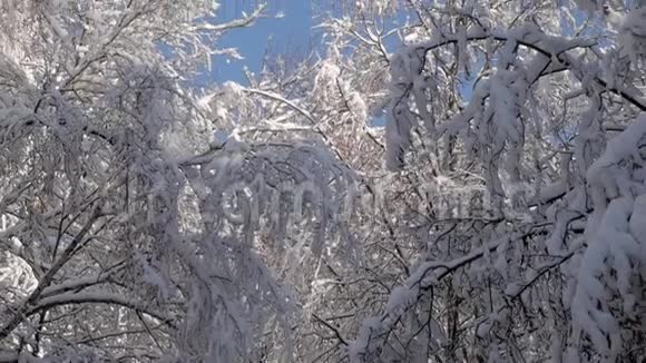 冬日阳光明媚树顶映在蓝天上视频的预览图