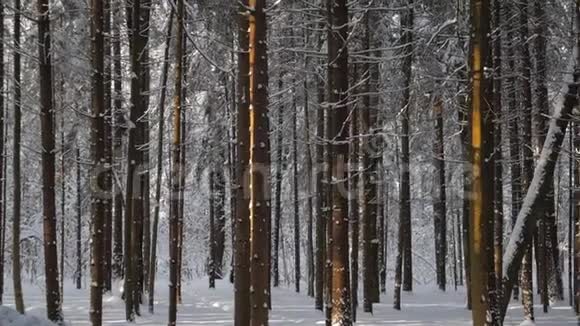 松树覆盖着新鲜的雪被阳光照亮视频的预览图
