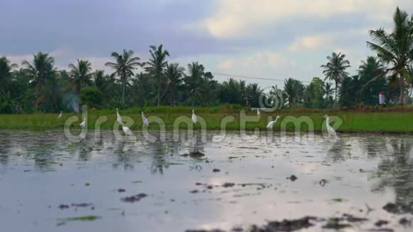 一群白鹭在米堆上田面铺泥水准备水稻种植美丽美丽视频的预览图