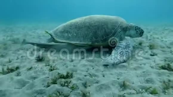 海龟与瑞摩瑞菲吃海草在底部视频的预览图