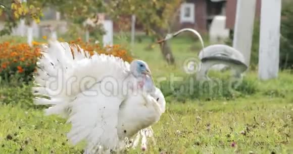 白色家庭土耳其梅勒格里斯盖洛帕沃步行在乡间庭院视频的预览图