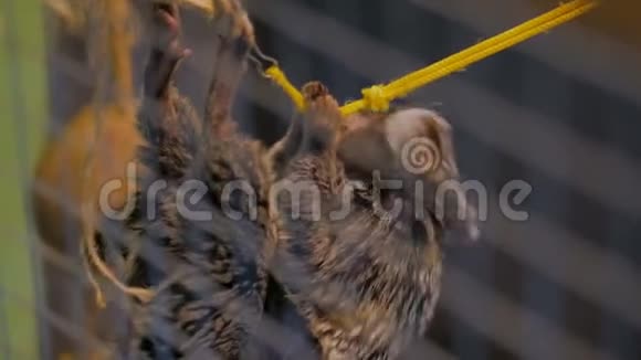 可爱的猴子挂在绳子上视频的预览图