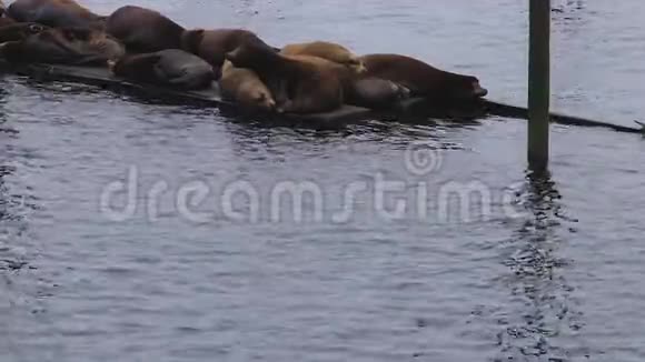 许多大型海豹在驳船上休息视频的预览图