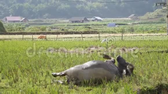 年轻的水牛躺在泥上取代虫子在身体上飞行使新鲜和寒冷4k视频的预览图
