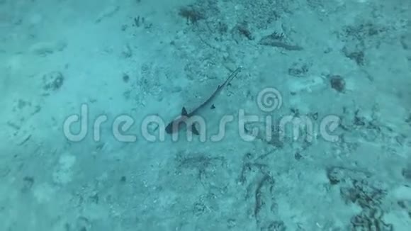 白尖暗礁鲨鱼托里亚诺德奥比斯游过沙底俯视印度洋视频的预览图
