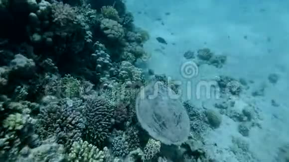 海龟在水面下靠近珊瑚礁游泳鹭海龟或鹭海龟视频的预览图