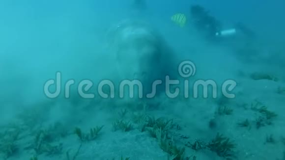 水肺潜水员看着海牛杜贡杜贡谁贪婪地吃海草在底部淤泥云水下射击视频的预览图