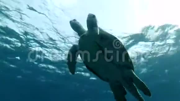 大海龟游到水面绿海龟切洛尼亚视频的预览图