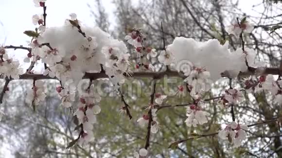 春天开花树背景上的雪视频的预览图