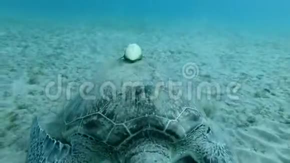 在海底吃海草的海龟的壳上进行脱毛鱼和绿海龟视频的预览图