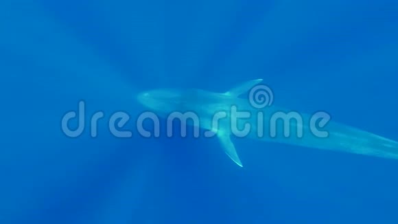 大蓝鲸在早晨的阳光下巴兰翅目的肌肉慢慢地在蓝色的水中游泳水下拍摄慢动作俯视视频的预览图