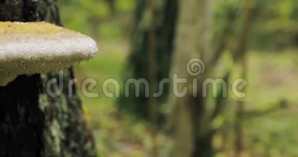 白俄罗斯贝雷辛斯基生物圈保护区秋雨天乔木树干上的多孔真菌聚孔也被称为视频的预览图