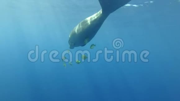 海牛杜贡杜贡伴随着一群鱼金龟子在碧蓝的水面下游泳视频的预览图