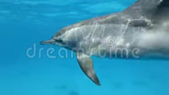 海豚在清晨的阳光下在蓝色的水面下非常近的游泳圈视频的预览图