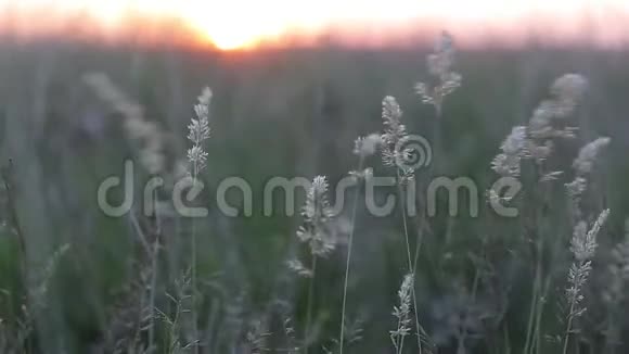 夕阳下微风吹拂着草地视频的预览图