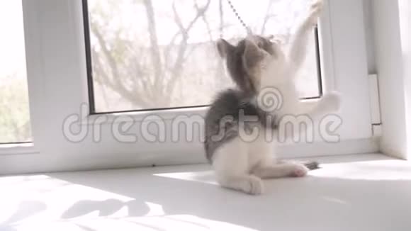 小猫在窗户的窗台上玩耍宠物护理生活方式猫的概念视频的预览图