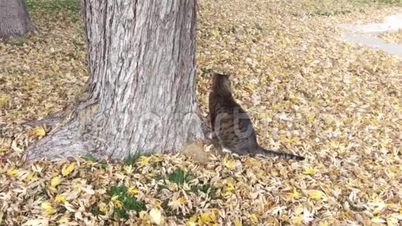 塔比猫坐在树下视频的预览图