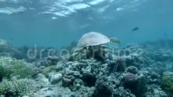 海龟在水面下游过顶部的珊瑚礁鹭海龟或鹭海龟视频的预览图