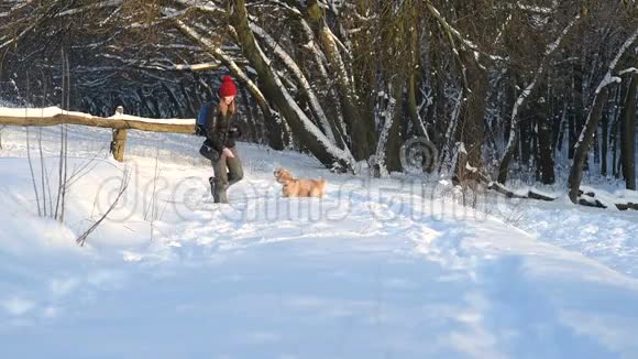 戴着红帽子和狗在雪地森林里散步的漂亮女孩视频的预览图