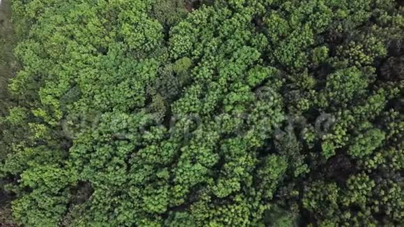 从高空俯瞰雨林视频的预览图