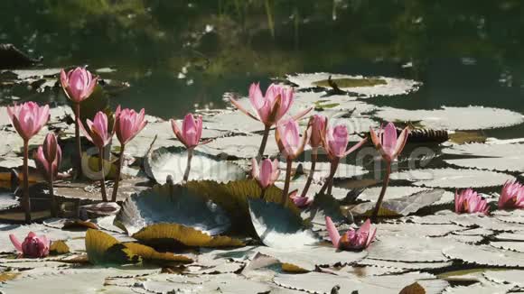 近的粉色莲花视频的预览图
