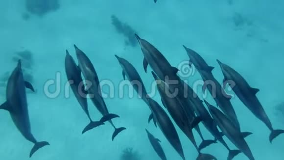 大量的海豚慢慢地在蓝色的水中游过沙底水下射击俯视特写视频的预览图