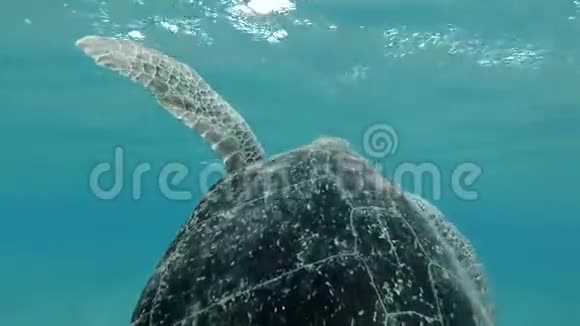 大海龟游到水面上呼吸两次潜入海底绿海龟切洛尼亚视频的预览图