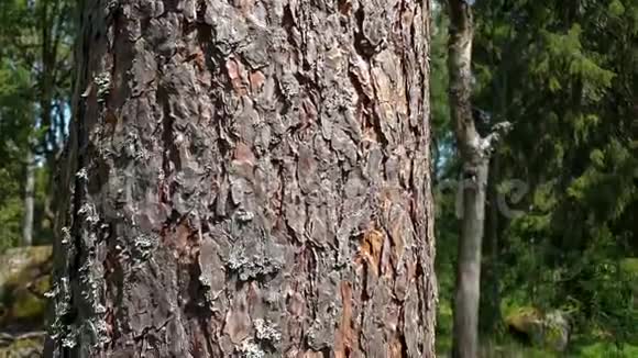 一棵老松树树皮的美丽景色美丽的自然背景视频的预览图