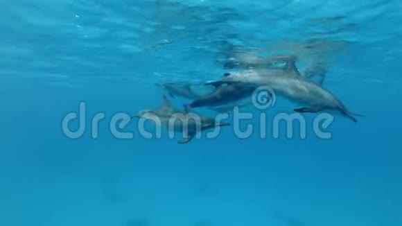 一群小海豚在水下嬉戏视频的预览图