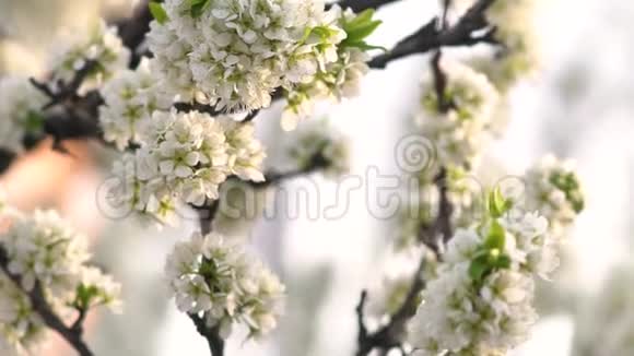 春天盛开的苹果树视频的预览图