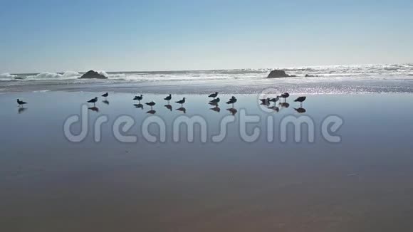 一群海鸥和潮水视频的预览图