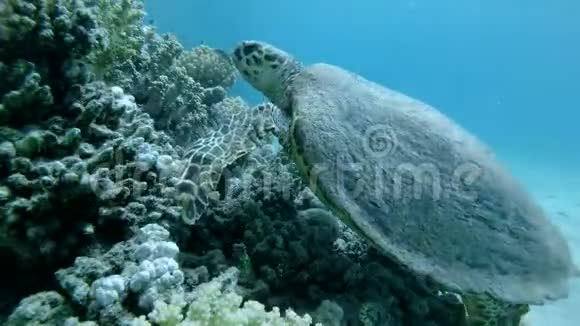 海龟坐在珊瑚礁上吃软珊瑚鹭海龟或碧莎鹭视频的预览图