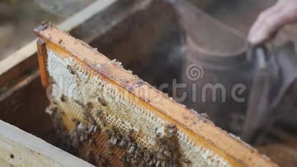 工作蜜蜂用蜂蜜做蜂巢养蜂人用蜂蜜拉出框架养蜂人得到一个框架与蜂蜜视频的预览图