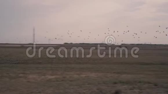 傍晚时分一群鸟从一片大片的田野飞走了视频的预览图