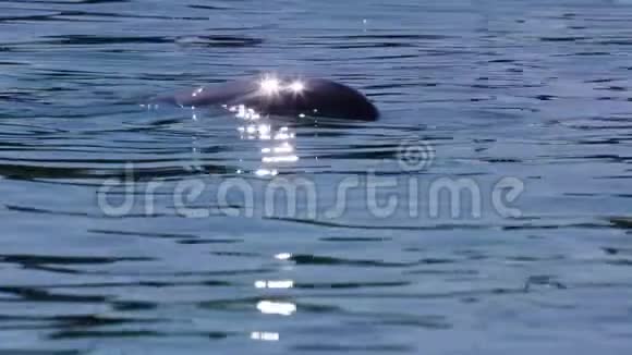 海豚面对镜头拍摄视频的预览图