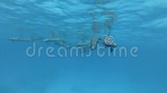 三只海豚的家人母亲和两只幼海豚从他们的群体中分离出来分别在蓝色的水里游泳视频的预览图